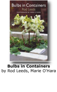Bulbs in Containers