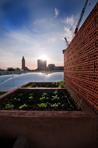 Provence style roof garden plants