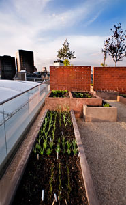 Provence style roof garden plants