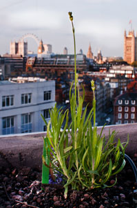 Provence style roof garden plants
