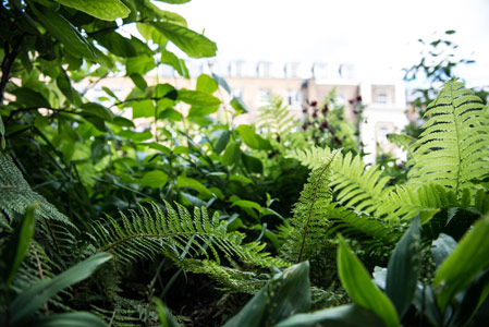 Roof Garden