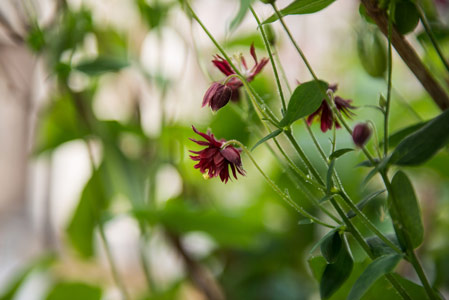 Roof Garden